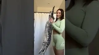 Cat stretching challenge 🐈 #cat #catlover #catstretchingchallange
