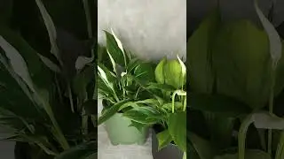спатифиллумм шопен