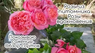 Розы из питомника Розы вдохновения. 16 сортов