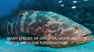 Endangered Coral Reefs