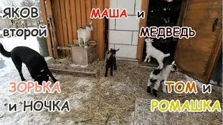 Яков второй,Маша и Медведь,Том и Ромашка,Ночка и Зорька.