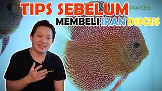Tips Sebelum Membeli Ikan Discus [Zora Discus Fish Farm Tips Eps. 2]