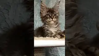 Милахи полидактильные