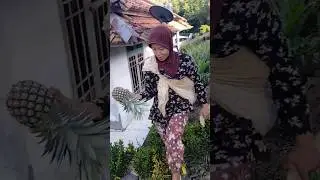 panen ganas nih pagi pagi buat obat kolestrol #cianjurkidul #aktivitasiburumahtanggadisorehari