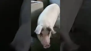 pig farm in assam #shorts #shortsvideo #youtubeshorts