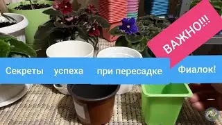 Violets! Which pot to choose so that they bloom and bring joy?