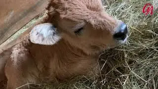 Stier Ödon: Eine Geschichte mit Happy End