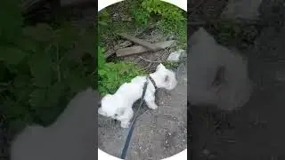 #walkingstig#adog