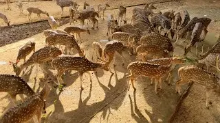 Commercial Sundarbans cheetah deer farm is now in India - BiBi Deer