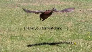 Mallards flying! #16