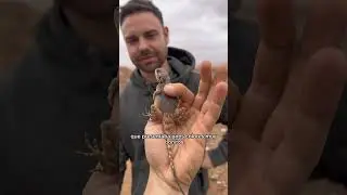 Día 7 Buscando Animales En Marruecos 🇲🇦 #shorts #animales #africa
