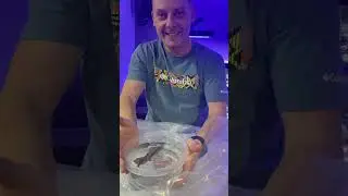 Adding a Koi Tang to Tang Tank