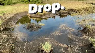 Massive 50 Feet Beaver Dam!