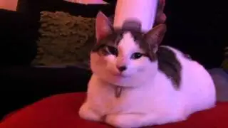 Cat Hoovering
