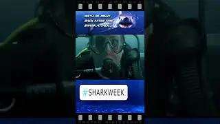 Travelers Shark Insurance