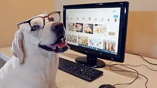 When You Hire A Dog As A Secretary...