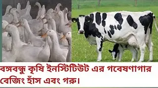 কৃষি গবেষণাগারের গরু এবং বেজিং হাঁস