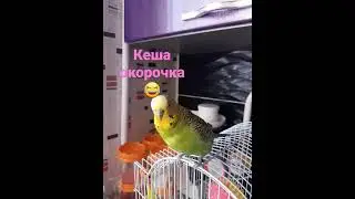 Кеша окорочка 😂😂😂    kesha legs😂😂😂