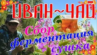 Иван-чай заготавливаем правильно.Ферментация, сушка и дозревание.Польза копорского чая для организма