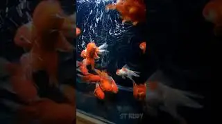 ikan mas koki