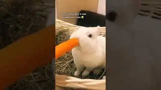 а тебе понравился Рафаэль ? ☺️ 