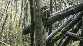 Buntspecht Weibchen beim fressen.