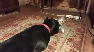 Кане Корсо и Котенок! битва)! 💪🤣