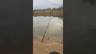 Как Клюет Сазан на 12КГ 🔥