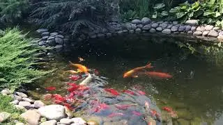 Секрет чистой воды в водоеме с рыбами