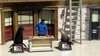 Sea Lions Show - 4