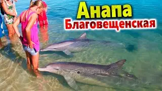 ШОК! ДЕЛЬФИНЫ ОХОТЯТСЯ СРЕДИ ЛЮДЕЙ В БЛАГОВЕЩЕНКЕ! ЧТО ОНИ ТВОРЯТ! ЛЮДИ БЕГУТ НА БЕРЕГ!