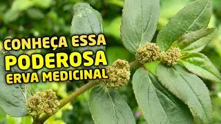Erva de Santa Luzia ou Euforbia Hirta uma verdadeira farmácia na sua casa