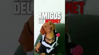 Le puse zapatos a mi PERRITO COOPER 🐶🌭❤️