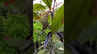 New Black Stone mango plant all plants online delivery whatsapp📱7501412443