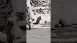 Great Blue Heron in the Snow in January?  Silly Bird.