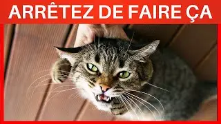 20 Choses que vous DEVEZ arrêter de faire à votre Chat !