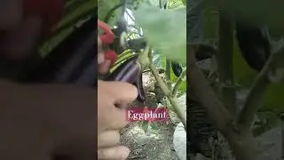Gulay na talong