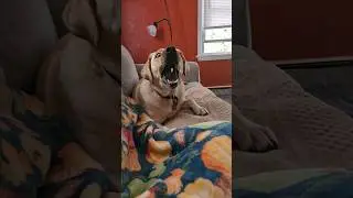 #doglover #cutedog #dog  #marvelspiderman2  #ilovedogs  #dogsitting #shorts #labrador #brothersweb