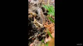 Slug eating | calming music 😌
