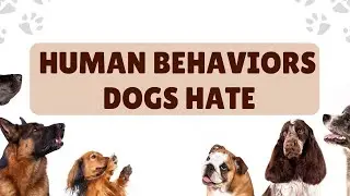 8 Things Dogs Hate and Wish You'd Stop Doing.