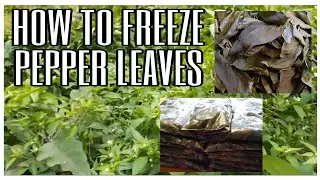 HOW TO FREEZE PEPPER LEAVES | PRESERVING PEPPER LEAVES | THE SHORTFAMILY USA