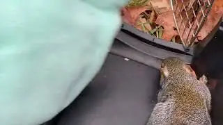 Eastern Gray Squirrel release!