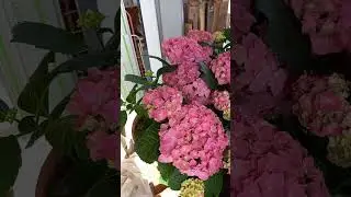 Контейнерное озеленение. Кашпо из туфа.
