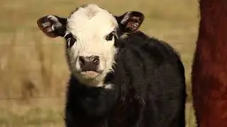 Facts About Cow 🐮 | गाय को माता मानने वाले जरूर देखे | Facts By P brand