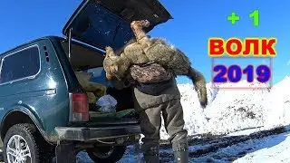 + 1 ВОЛК НА ПРИВАДЕ 2019/ЗАВЕРШЕНИЕ СЕЗОНА/СЛОМАЛ ЛЫЖУ.