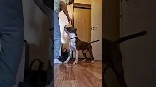 Амстафф Локи 3 года | Домашние Дела | Стаффорд | Amstaff Loki