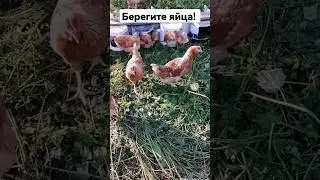 Чистые яйца - радость в дом!