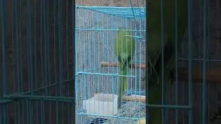 Natural sounds Parrot | Talking Parrot | Parrot Video | Parrot Speaking | #short #shorts
