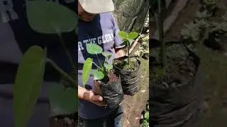 Tierra Diatomea combatiendo hongos