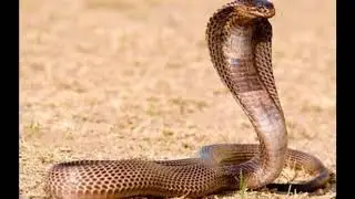 Video Gambar Ular Cobra